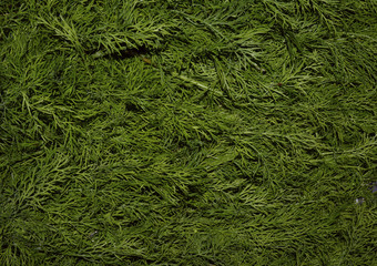 dill park evergreen color lush branch spring fresh backgrounds growth tree pattern turf meadow abstract leaf natural grass green nature plant texture field lawn summer garden 