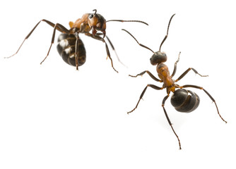 Red wood ant (Formica rufa) close up - macro photography