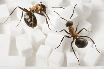 ants and sugar