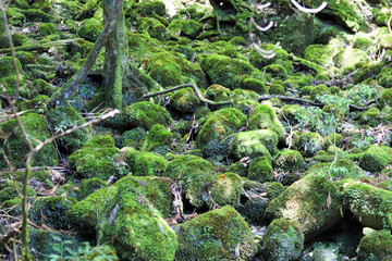 Moss forest in Yakushima Island, Japan