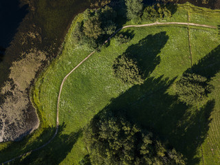 Aerial view to the trees in the park in summer