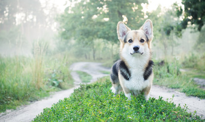 Morning. Fog. Dog breed Welsh corgi pembroke for a walk in the beautiful forest.