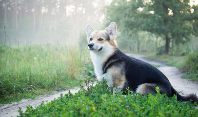 Morning. Fog. Dog breed Welsh corgi pembroke for a walk in the beautiful forest.