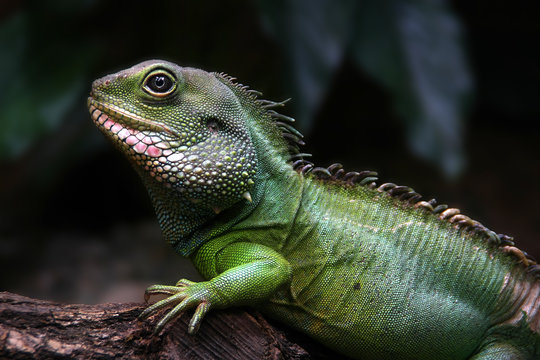 Portrait of a baby iguana on the forest