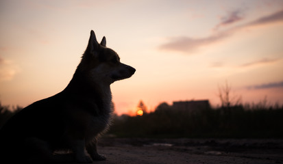 Morning. Fog. Dog breed Welsh corgi pembroke for a walk in the beautiful forest.
