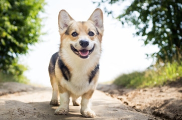 Morning. Fog. Dog breed Welsh corgi pembroke for a walk in the beautiful forest.