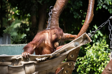 Orang Utan