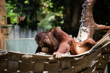 Orang Utan