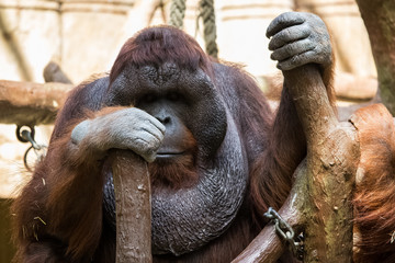 Orang Utan