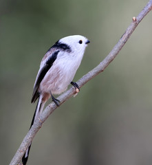 Long tailed tit posing