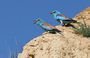 Two european rollers on the rock