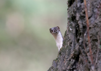 A marten looks from the tree