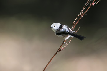 Obraz premium Long tailed tit on the branch close up portrait