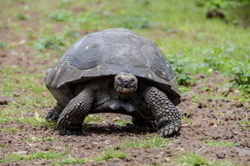 Galapagos Giant Tortoise 2 - Santa Cruz Island - Galapagos Islands - Ecuador