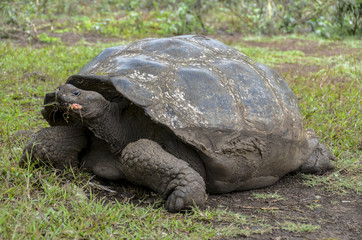 Galapagos Giant Tortoise 3 - Santa Cruz Island - Galapagos Islands - Ecuador
