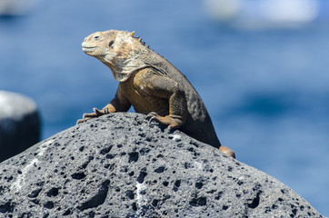 Galapagos terrestrial iguana 1 - North Seymour Island - Galapagos Islands - Ecuador