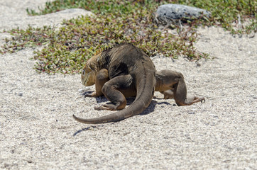 Galapagos terrestrial iguana 4 - North Seymour Island - Galapagos Islands - Ecuador