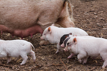 Fertile sow and piglets © bravissimos