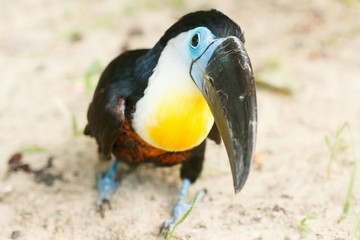 Toucan sitting close-up. Bird with a huge beak. © bravissimos