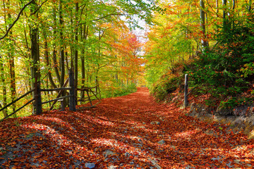 The wide trail covered with fallen leaves, on the sides of which grow trees with still green and already yellow leaves that brightens autumn sun.