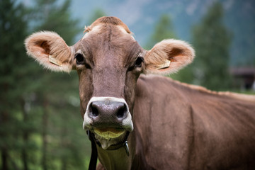 A portrait of a cow. Tyrol. Austria.
