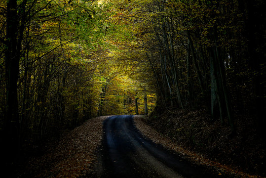 dunkler Herbstwald
