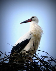 Störche im Nest