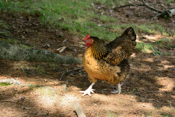On the farm