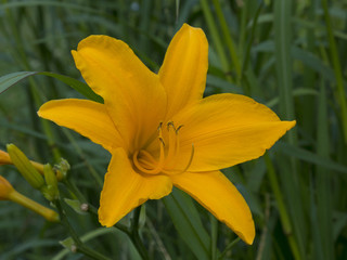 perfect close up golden yellow lily on a green background