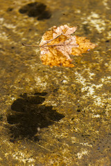 Autumn Leaf