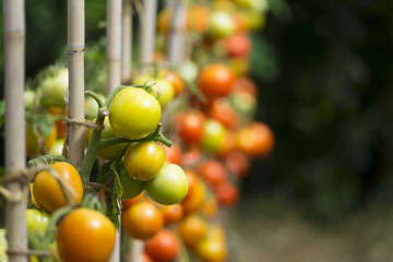 tomato plant in the garden - close up