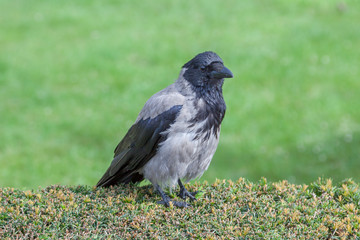 Nebelkrähe (Corvus corone cornix)