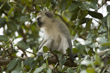 Green monkey 1 - Masai Mara National Reserve - Kenya
