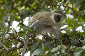 Fototapeta premium Green monkey 2 - Masai Mara National Reserve - Kenya
