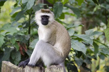 Green monkey 3 - Nyungwe National Park - Rwanda