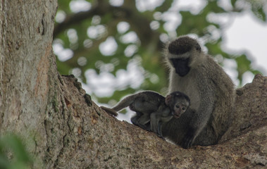 Green monkey 6 - Queen Elizabeth National Park - Uganda