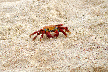 Red crab