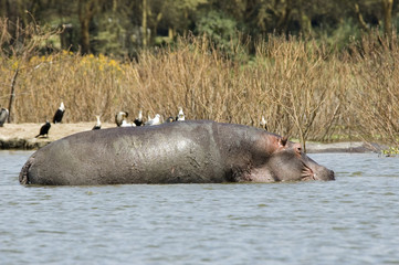 Fototapeta premium Hippo 1 - Lake Naivasha - Kenya