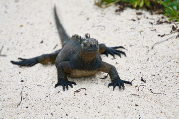 Iguana
