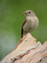 Redstart ( female with food )