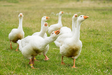 Diepholzer Gans