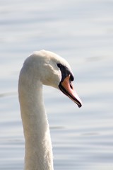 Fototapeta premium White Swan