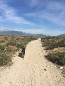 Last Dog Walk