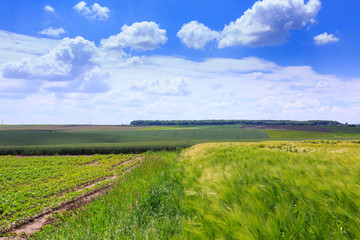 Green fields of wheat, rye, soy and corn. Blue sky with cumulus clouds. Magic summertime landscape. Concept theme: Agriculture. Nature. Climate. Ecology. Food production.
