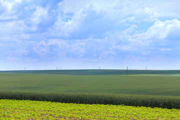 Green fields of wheat, rye, soy and corn. Blue sky with cumulus clouds. Magic summertime landscape. Concept theme: Agriculture. Nature. Climate. Ecology. Food production.