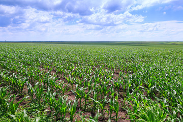 Green fields of corn. Blue sky with cumulus clouds. Magic summertime landscape. Concept theme: Agriculture. Nature. Climate. Ecology. Food production.