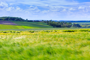 Green fields of wheat, rye, soy and corn. Blue sky with cumulus clouds. Magic summertime landscape. Concept theme: Agriculture. Nature. Climate. Ecology. Food production.