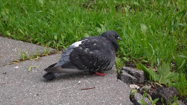 Pigeon Columba livia stay on on the sidewalk. Footage movie.
