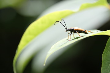 Käfer auf Blatt