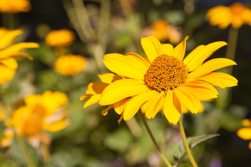 Sonnenauge (Heliopsis scabra)